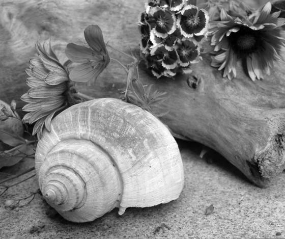 Shell___flowers