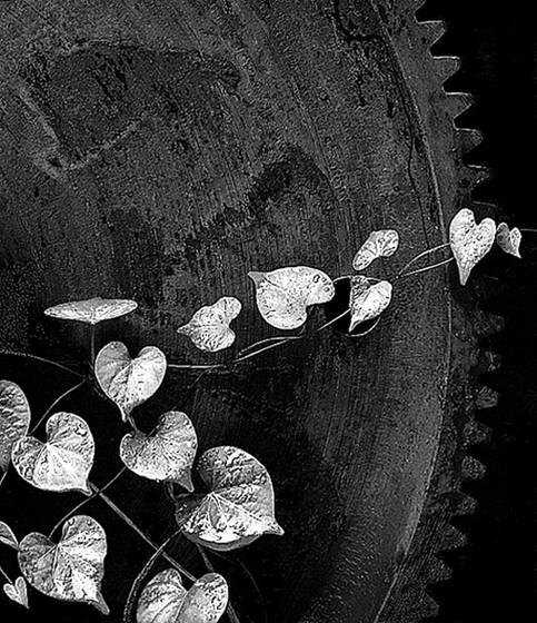 Vine_on_steel