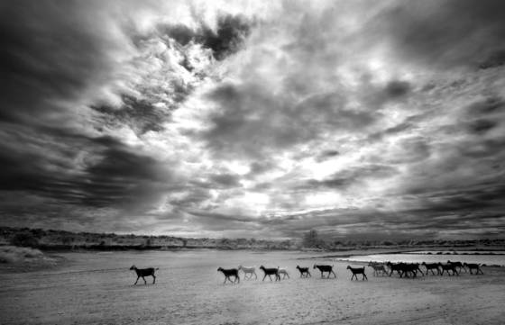 Goats_at_sundown