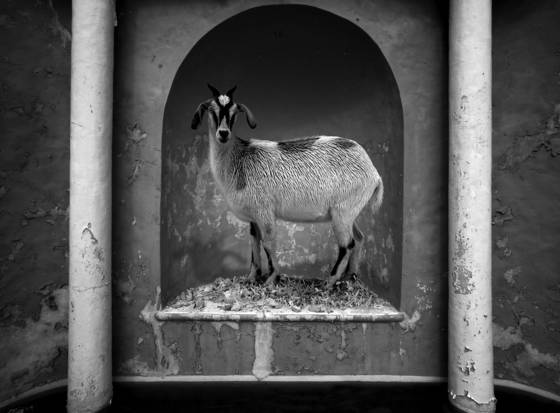 Model_goat