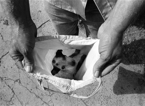 Rescue
