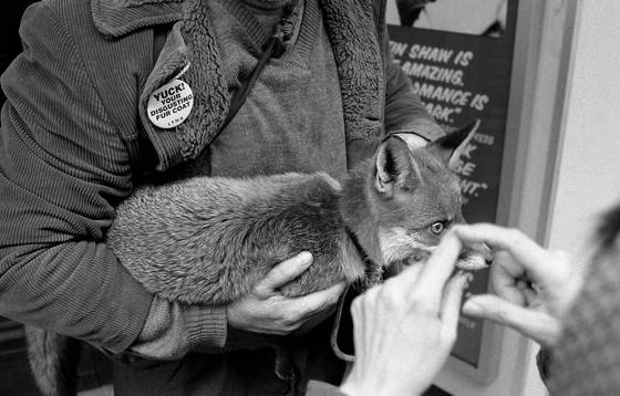 Fox_in_the_west_end_london