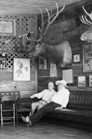Old_bulls