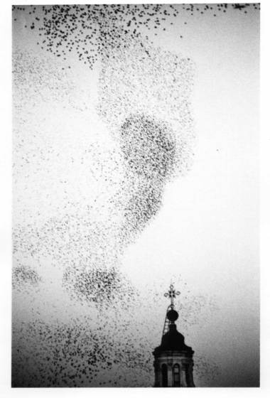 Bird_s_migration