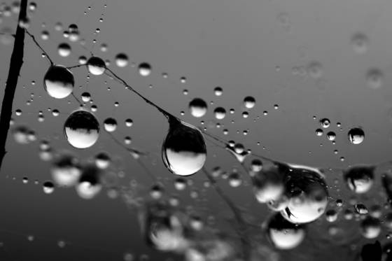 Nature_s_laundry_line