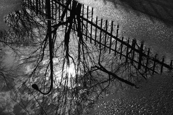 A_puddle_of_sun