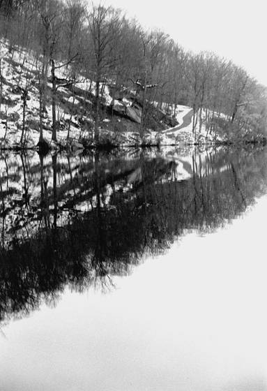 Trees_on_the_lake