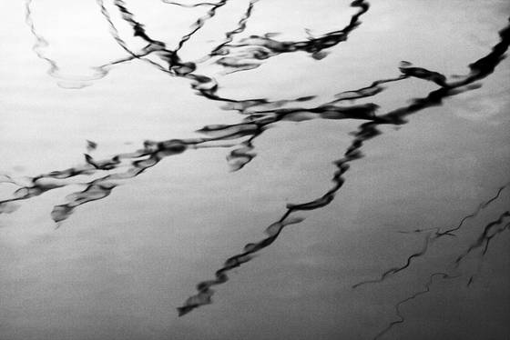 Branch_reflections
