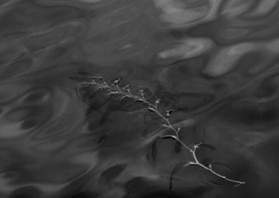 Seaweed