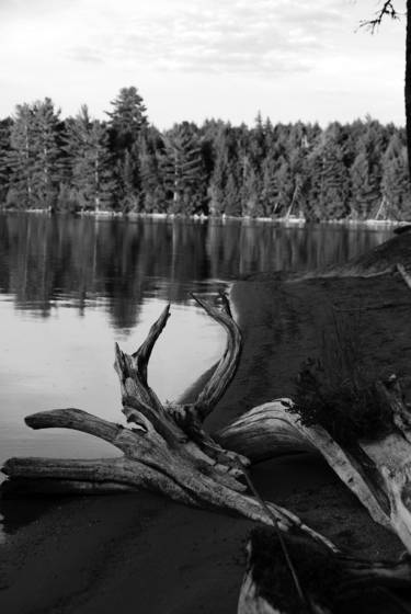 Driftwood_and_grass