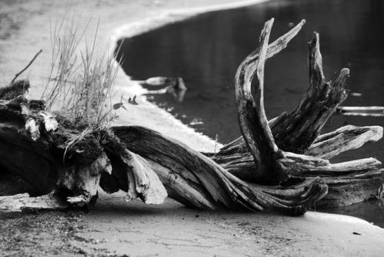 Driftwood