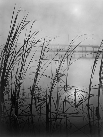 Reeds___fog
