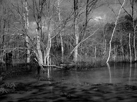 Winter_wetlands