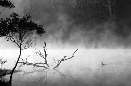 Cormorant_mist