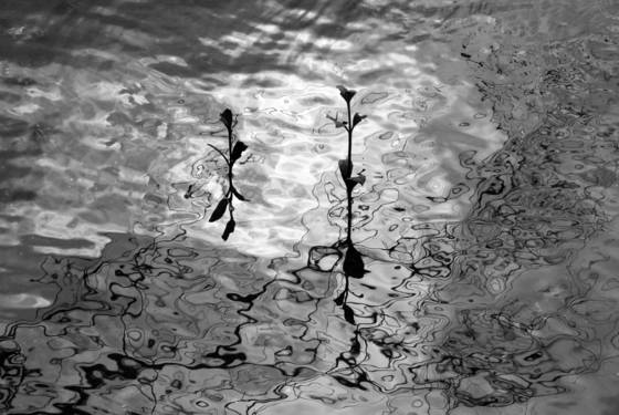 Mangrove_mood