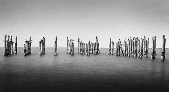 Birds_on_pier_pilings
