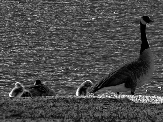 Goslings