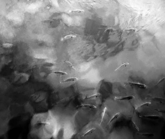 In_the_pond