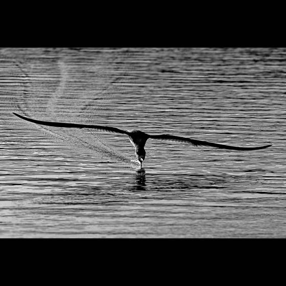Skimmer_wake