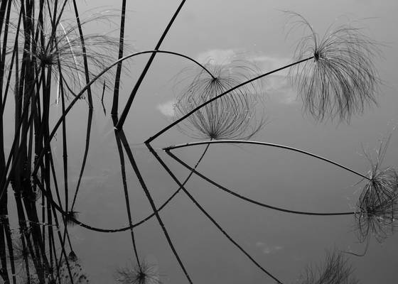 Water_shapes