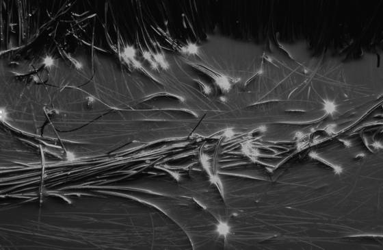 Sea_grass_in_tide_pool