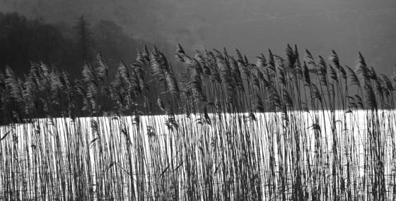 Grasmere