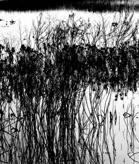 Reeds