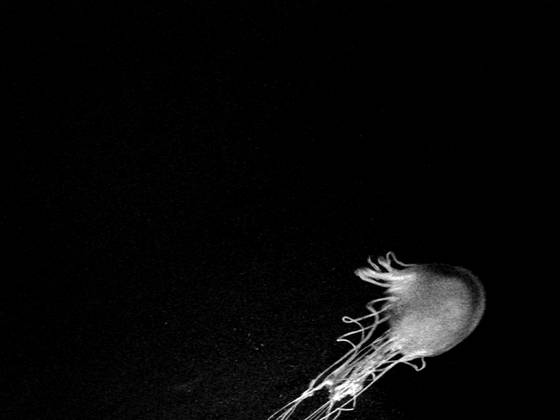 Meduse