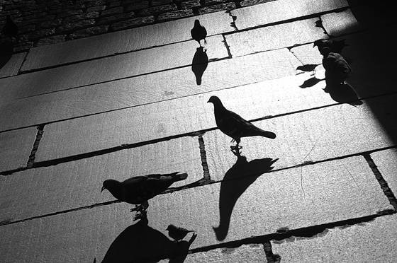 Birds