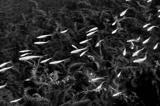Minnows