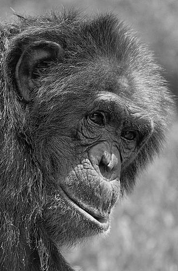 Chimpanzee