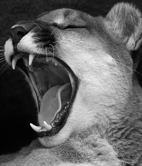 Cougar