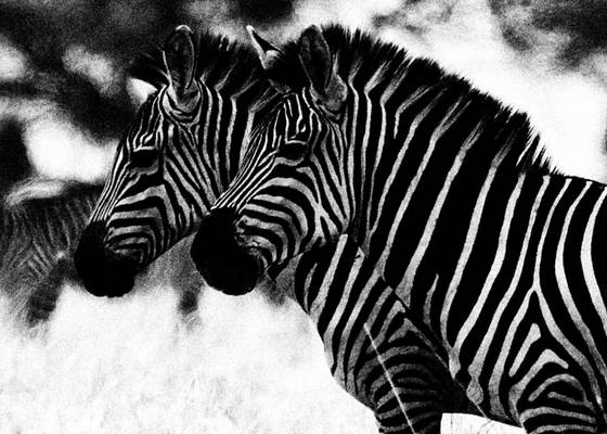 Adult_zebras