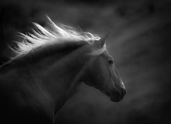 Sutter_portrait