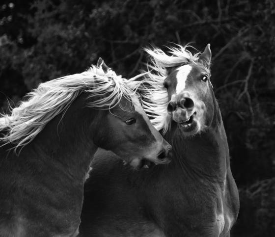 Two_colts