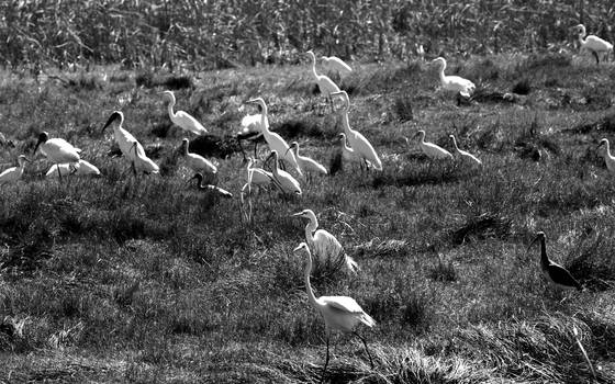 Everglades_cranes_2