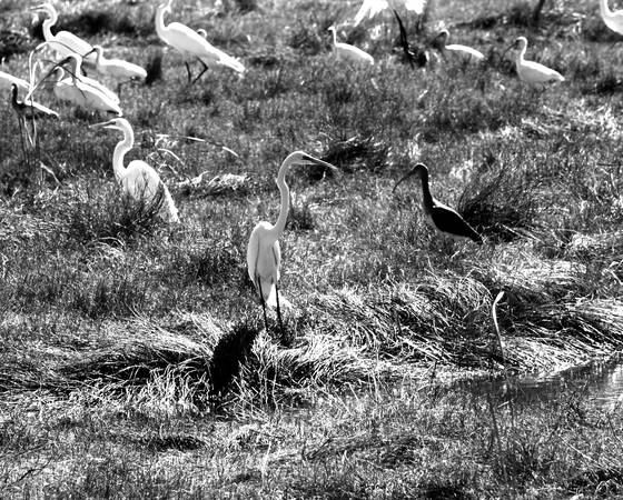 Everglades_cranes