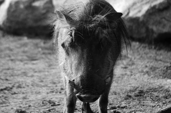 Drooling_warhog