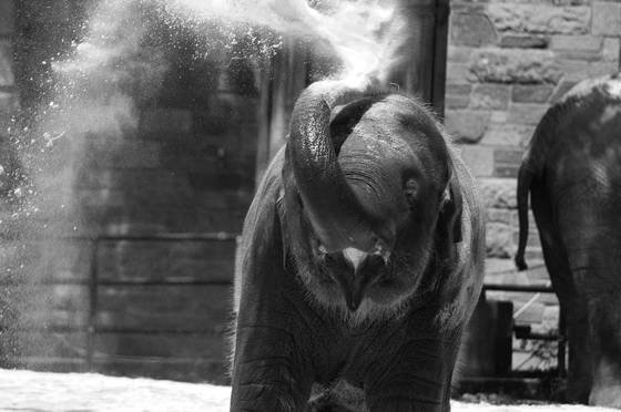 Fun_with_dust