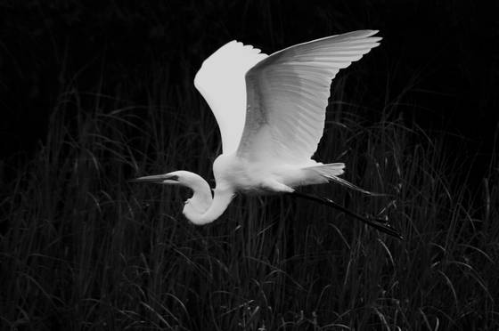 White_fly_by