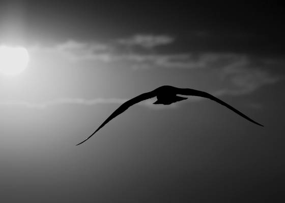 Into_the_sun