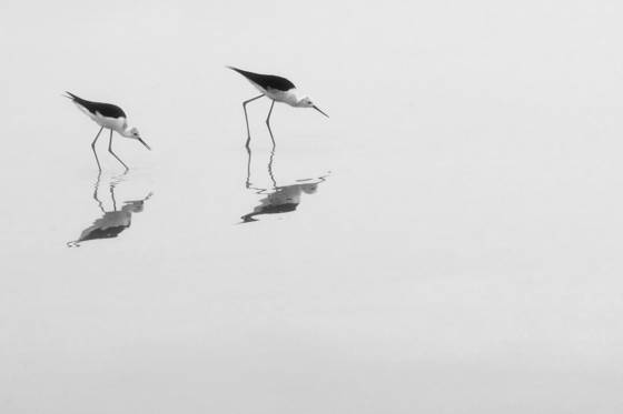 Water_birds