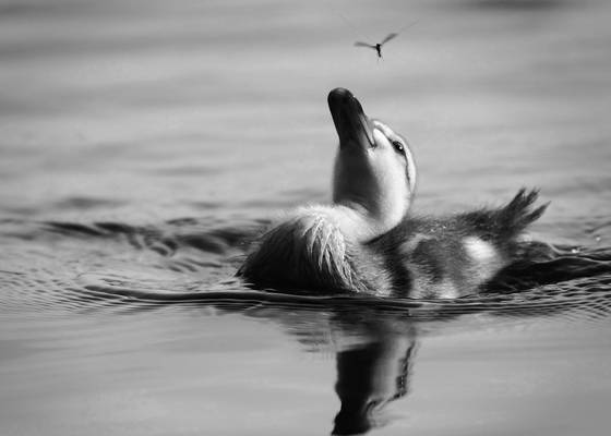 Crouching_duckling_eats_the_dragon
