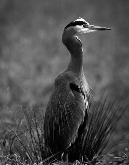 Heron