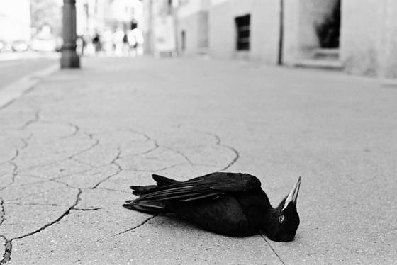 Black_bird