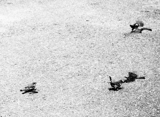 Flying_down_to_say_hello