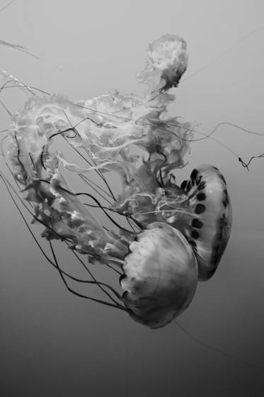 Immersion_dances_01