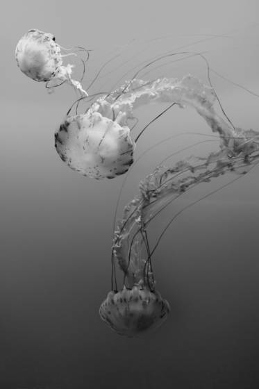 Immersion_dances_04