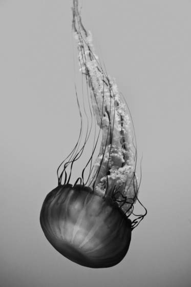 Immersion_dances_07