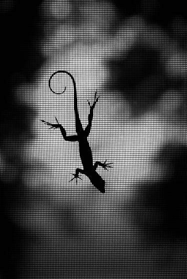 Anole